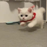 路人猫