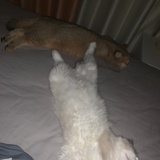 可乐
