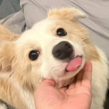 玉米