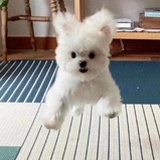 修狗还是修猫