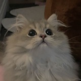 小猫咪🥺