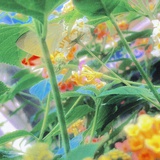 变革梨子
