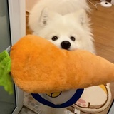 小番茄🍅