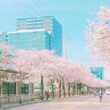 三春花树