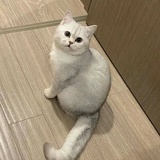 栗子不粒