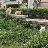 三只猫正在看你