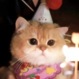 没有猫德