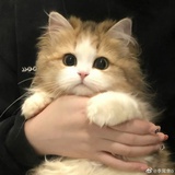 十一