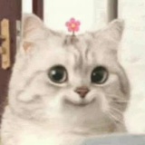西瓜里里