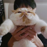 敖子逸