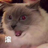 下辈子不学会计