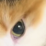 芈芈礼