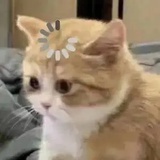 aka吃点好的