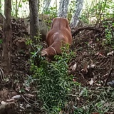 一个干饭人