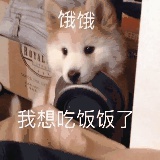 闪光大狗狗