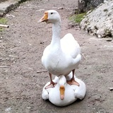 橙 果