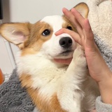 DoD