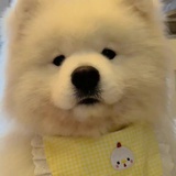 小狗sasa