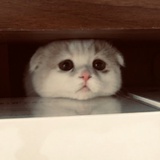 小不溜