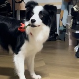 aaa快乐小狗