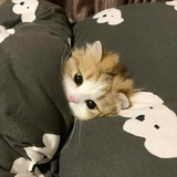 KuKu吃汉堡