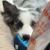 饺子被倒油了
