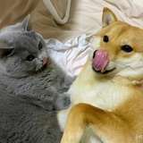 勿犯我。