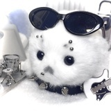 巧克力笨蛋小狗