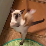 不要拒爵