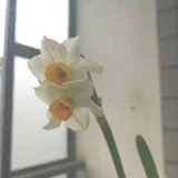 治懒病的兔子