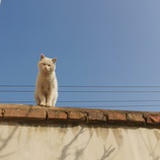 WU小