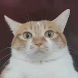 快醒醒小猫