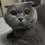猫猫灯光秀