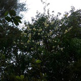 低碳