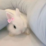 迷兔🐰