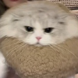 也不是不行