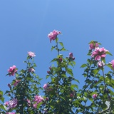 赏花中