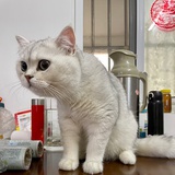 青鸟