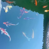云淡风轻
