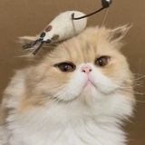 不买立省