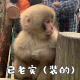 FoFo