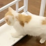 真相_Official