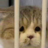 咪咪虾条