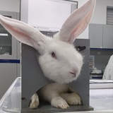 心里住着小馋猫