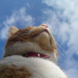 大猫眼