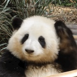明明两