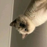 洞洞七