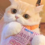 炸了冯军