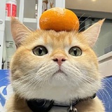 北京WB元宝