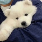 狗